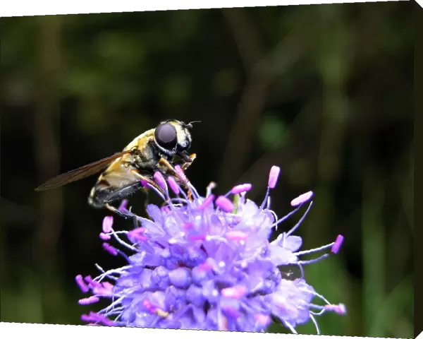 Hoverfly - on flower. Nigula national park - Estonia