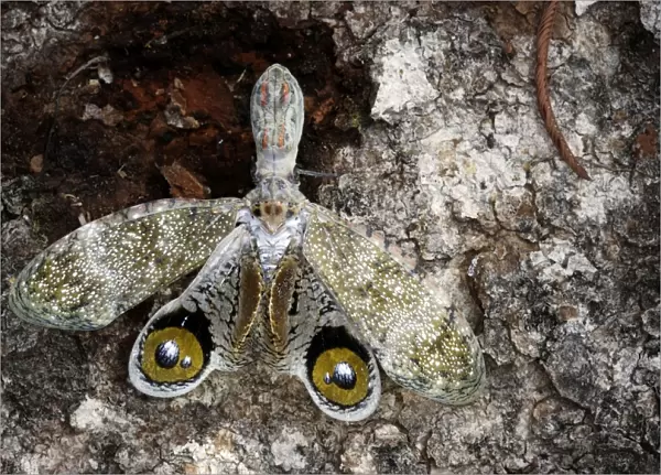 lanternfly or 'Peanut-head bug' or 'alligator bug' Heath River Centre Amazon Peru