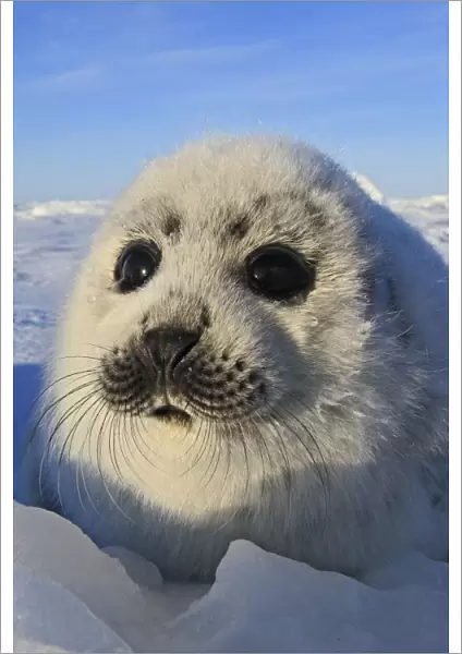 Harp Seal - pup. Madeleine Island - Quebec - Canada