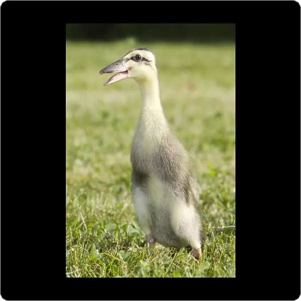 Duck - hybrid mallard & Indian Runner - duckling