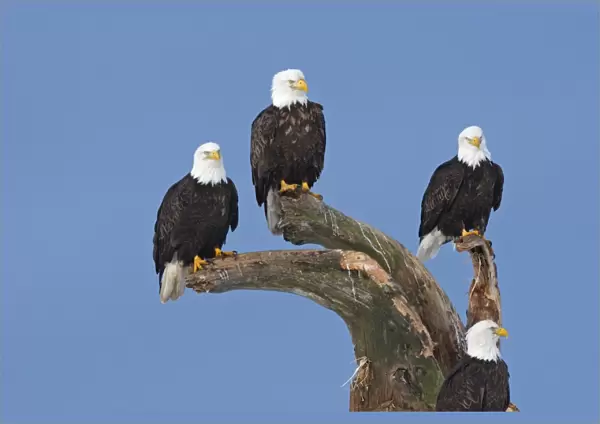 Bald Eagle - group perched on branches. Homer - Kenai Peninsula - Alaska - USA