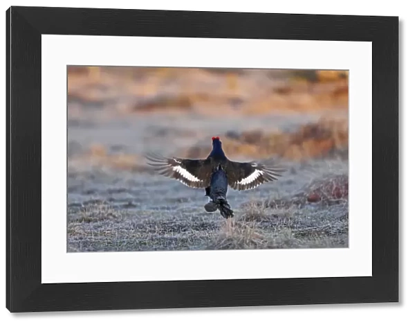 Black Grouse - male displaying in lek - Sweden