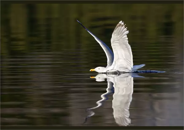 Herring Gulls - landing on water with reflection - Norway