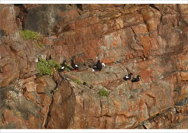 Black Guillemot  /  Tystie - nesting on rock edge