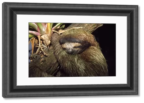 Brown-throated 3 Toed Sloth - sleeping Costa Rica