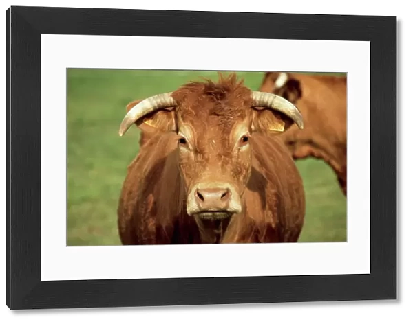 Limousin Bull WAT 5409 Cattle © M. Watson  /  ARDEA LONDON