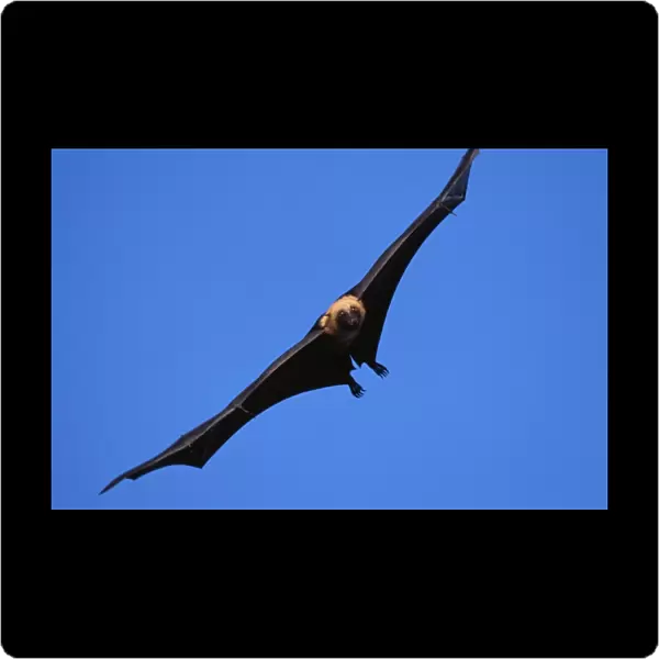 Flying Fox WAT 6127 Pteropus seychellensis © M. Watson  /  ARDEA LONDON