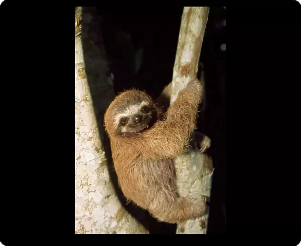 3 Toed Sloth - young Costa Rica