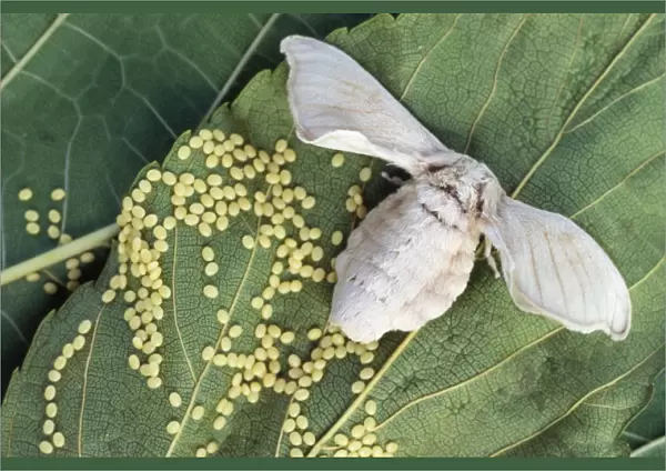 Silk Moth - laying eggs