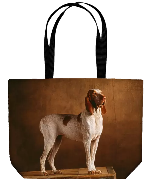 Bracco Italiano Dog YAB 1677 © Yann Arthus-Bertran  /  ARDEA LONDON