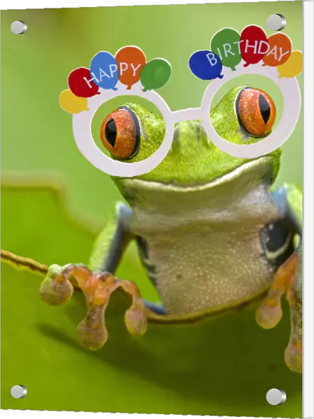 13131049. Red-eyed Treefrog wearing Happy Birthday glasses Date