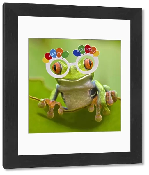 13131049. Red-eyed Treefrog wearing Happy Birthday glasses Date