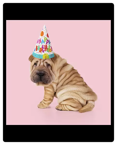 13131148. Shar Pei Dog, Puppy sitting down wearing Happy Birthday party hat Date