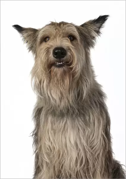 13131197. DOG. Picardy sheepdog, ( Berger De Picard ), studio, face, expressions Date