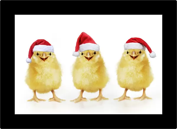 13131271. Chicken, Chick wearing Christmas hat, smiling, laughing, cool chick Date
