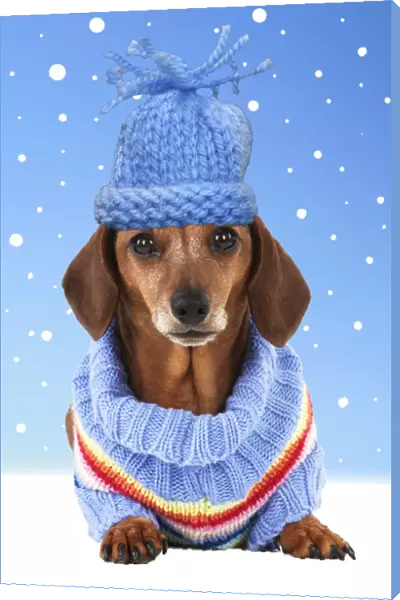 13131287. Dog - Miniature Short Haired Dachshund - wearing jumper Date