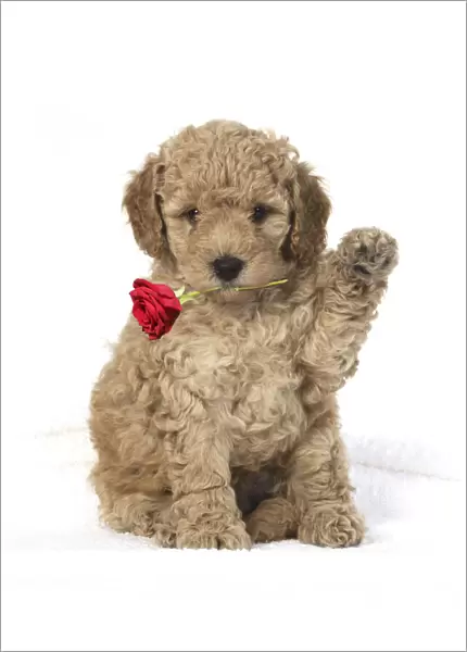 13131317. DOG. Cavapoo puppy 6 weeks old, studio with paw up holding red rose Date