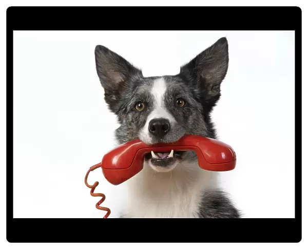 13131414. DOG. Collie X breed, sitting with a phone in his mouth