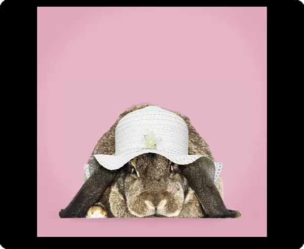 13131472. Rabbit. French lop ( agouti ) wearing Easter bonnet Date