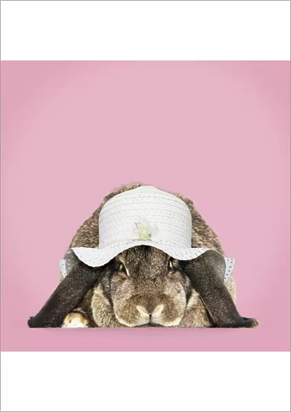 13131472. Rabbit. French lop ( agouti ) wearing Easter bonnet Date