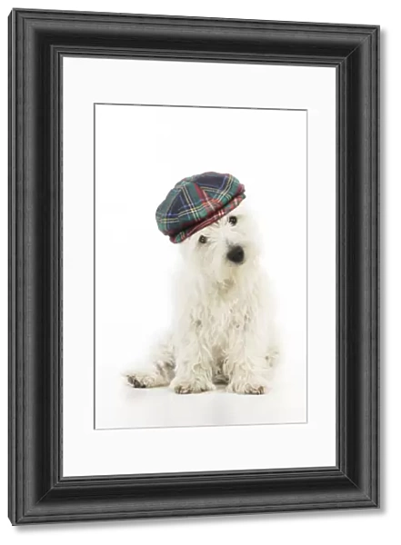 13131473. DOG.West highland white terrier puppy wearing tartan hat Date