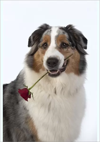 13131582. DOG. Australian Shepherd, holding a red rose