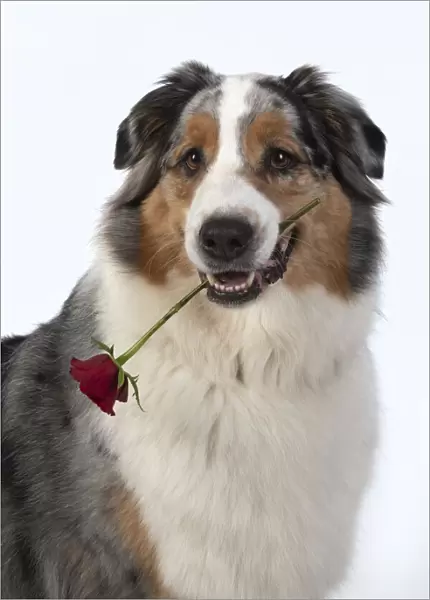 13131582. DOG. Australian Shepherd, holding a red rose