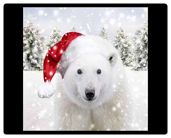 13132451. Polar Bear wearing Christmas hat in winter snow scene with spruce trees