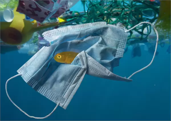 13132606. Surgical mask drifting in the ocean along with other plastic waste