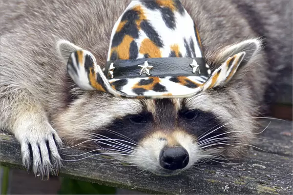 13132611. Raccoon in cowboy hat Date