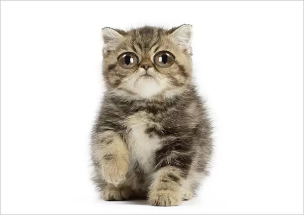 13131765. Exotic Shorthair Cat, kitten with large eyes Date