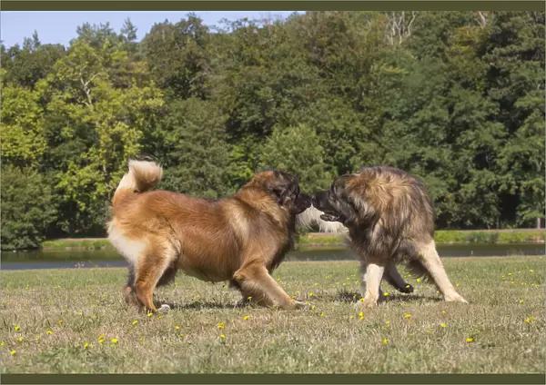 13131846. Leonberger dog outdoors Date
