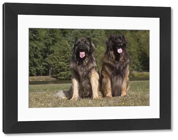 13131850. Leonberger dog outdoors Date