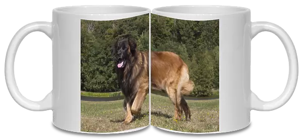 13131854. Leonberger dog outdoors Date