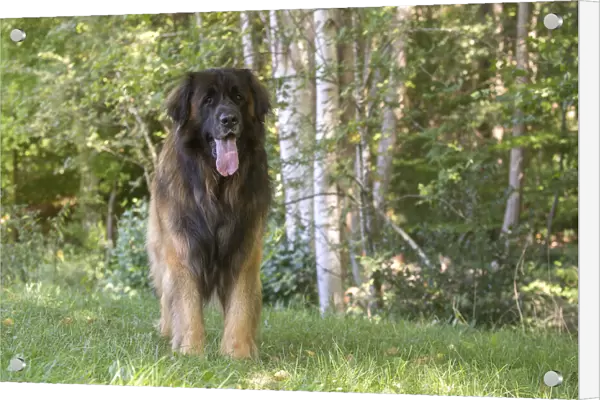 13131859. Leonberger dog outdoors Date