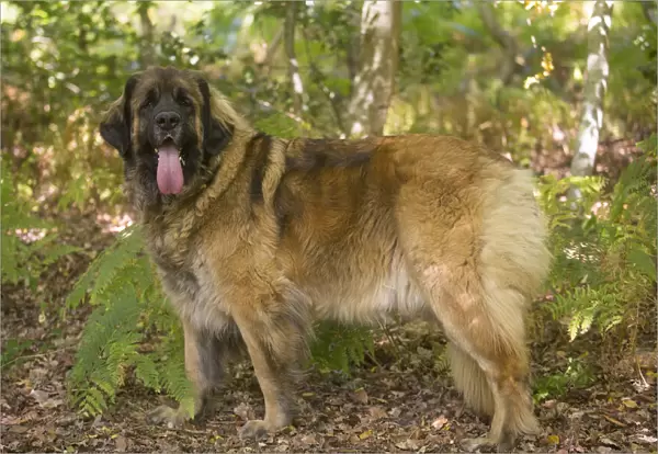 13131863. Leonberger dog outdoors Date