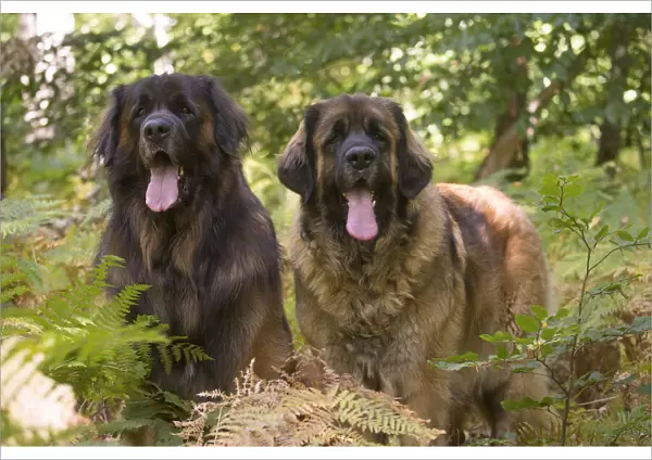 13131862. Leonberger dog outdoors Date