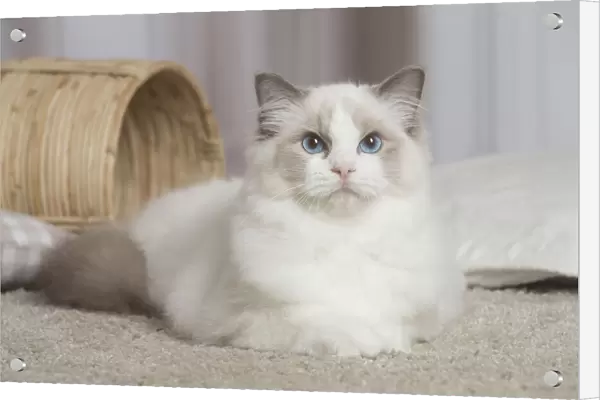 13131952. Blue Ragdoll cat indoors Date