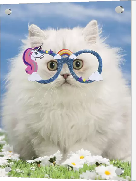 13132276. Cat - Black silver shaded Persian kitten wearing unicorn glasses Date