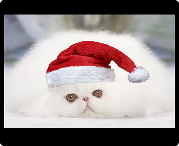 13132277. Cat - White persian wearing a Christmas hat Date