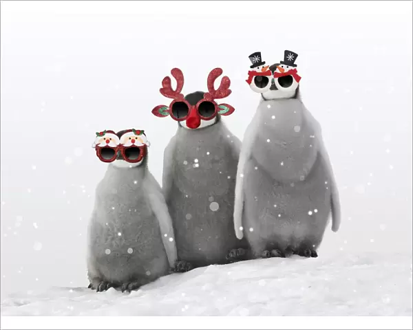 13132702. Emperor Penguin, chicks wearing Christmas glasses in winter snow Date