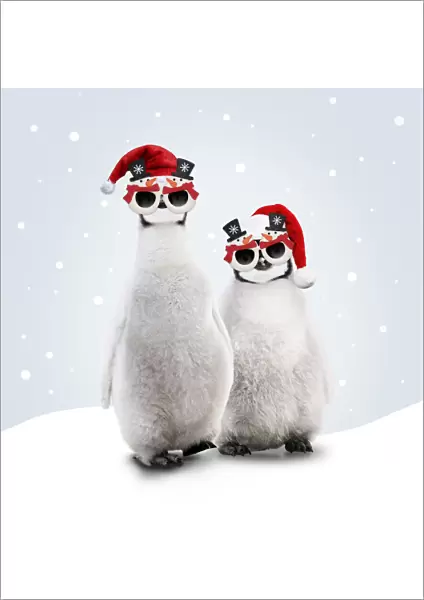13132707. Emperor Penguin, young wearing Christmas hats