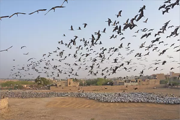 Demoiselle Crane - flocks circling feeding centre Grus virgo Khichan, Rajasthan, India BI032383