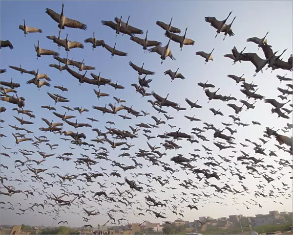 Demoiselle Crane - flocks circling feeding centre Grus virgo Khichan, Rajasthan, India BI032470