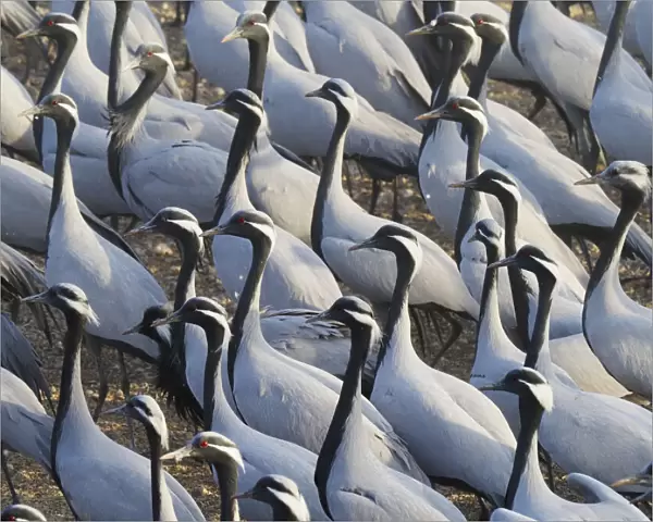 Demoiselle Crane - Massed flock at feeding station Grus virgo Khichan, Rajasthan, India BI032784