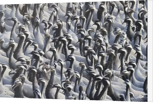 Demoiselle Crane - Massed flock at feeding station Grus virgo Khichan, Rajasthan, India BI032793
