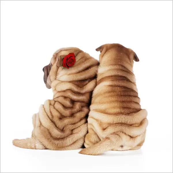JD-17409E. Shar Pei Dogs - Rear view of puppies sitting down with red rose Date: 04-Feb-08