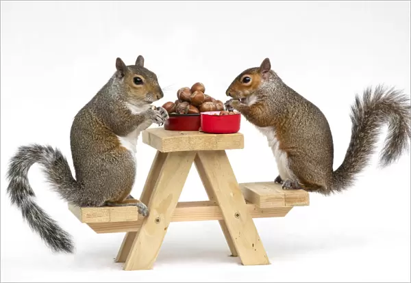 Two Grey Squirrels, on a little picnic bench eating nuts & Berries, white background