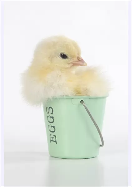 BIRD. Chicken chick, 1 day old in an egg cup, studio, white background