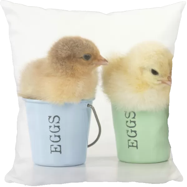 BIRD. X3 Chicken chicks, 1 day old, sitting in egg cups, studio, white background